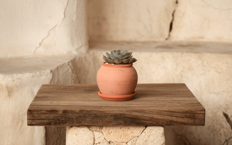 Une plante succulente dans un pot en terre cuite, placée sur une table en bois, avec un fond en pierre claire.