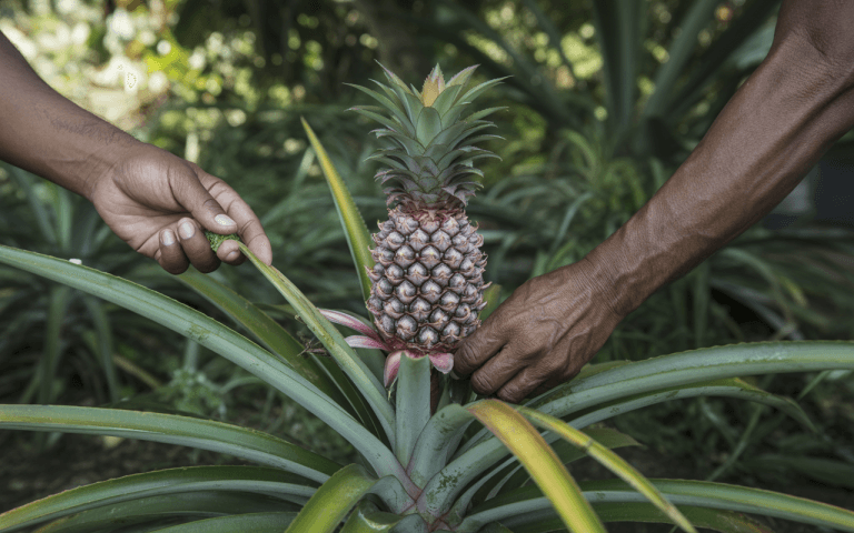 Deux mains manipulent un ananas sur une plante, entourées de feuillage tropical verdoyant. La scène est calme et naturelle.