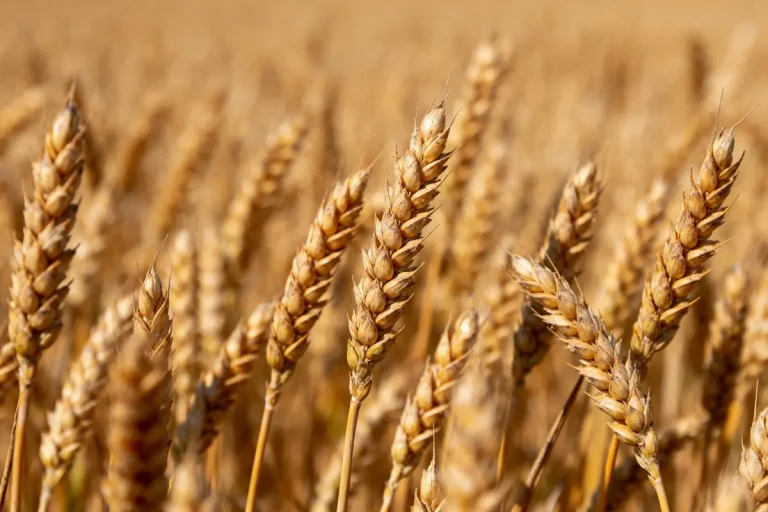 Épis de blé dorés sous le soleil, gros plan dans un champ vaste et ensoleillé.