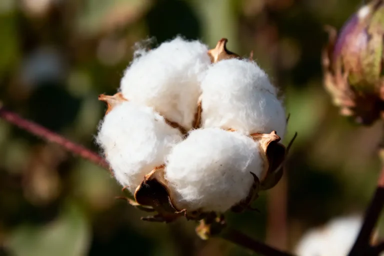 Gros plan d'une boule de coton mûre sur une plante, avec fond flou naturel.