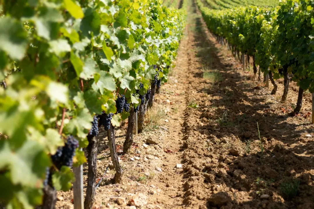 Vignes alignées avec raisins noirs sur terre labourée, ciel ensoleillé, orientation en profondeur, perspective champêtre.