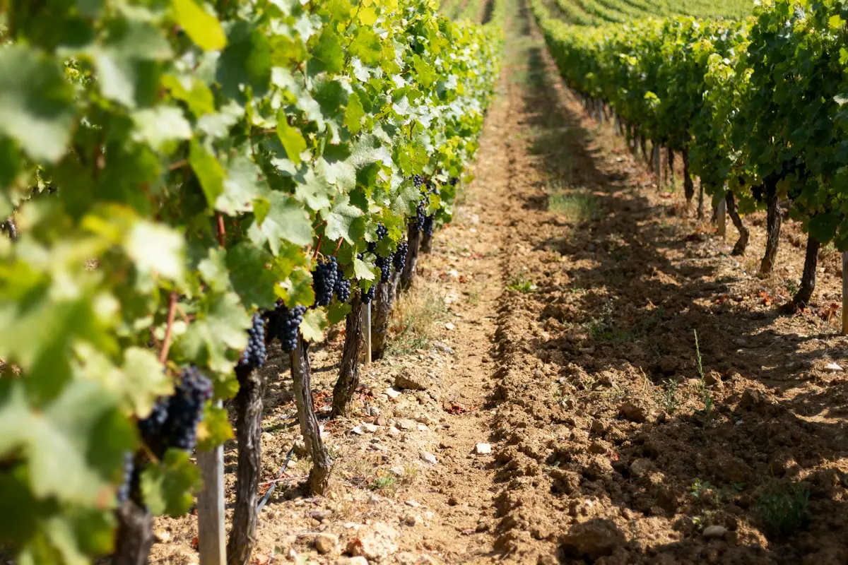 Vignes alignées avec raisins noirs sur terre labourée, ciel ensoleillé, orientation en profondeur, perspective champêtre.