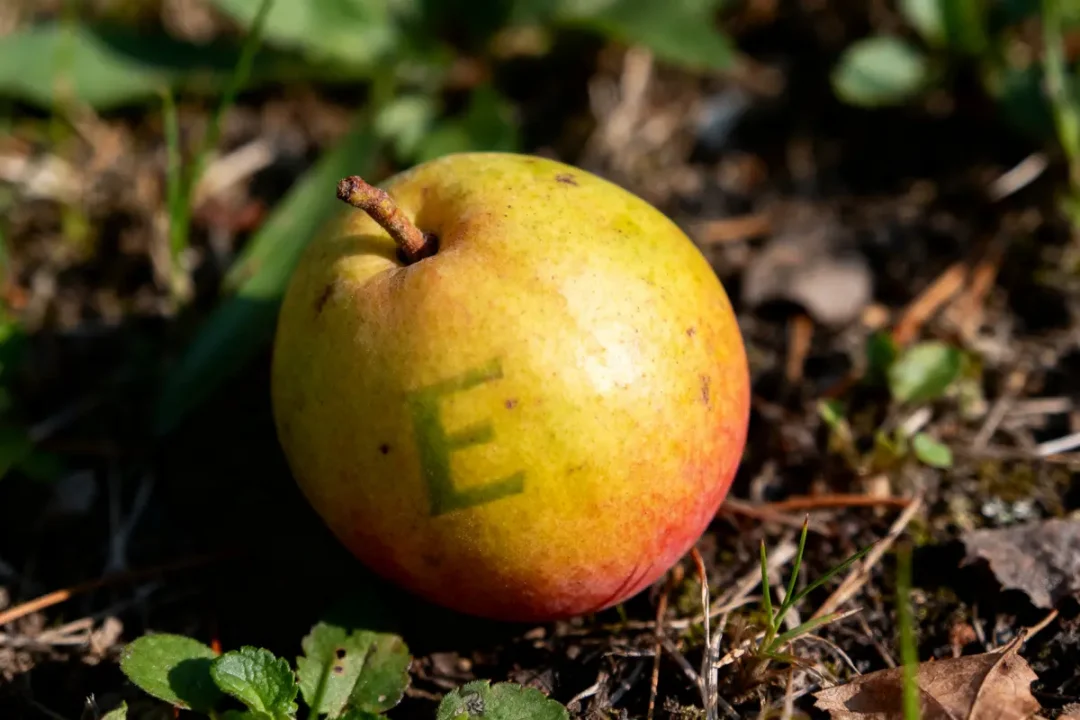 Pomme rouge-jaune sur sol herbeux, avec lettre "E" visible sur sa peau.