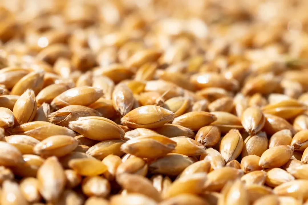 Gros plan sur des grains dorés, texture brillante et uniforme, en lumière naturelle.