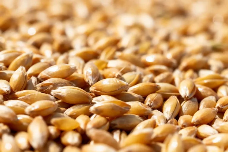 Gros plan sur des grains dorés, texture brillante et uniforme, en lumière naturelle.