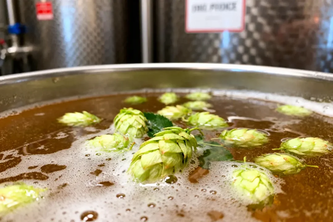 Cônes de houblon frais flottant dans une bière houblonnée à cru en préparation
