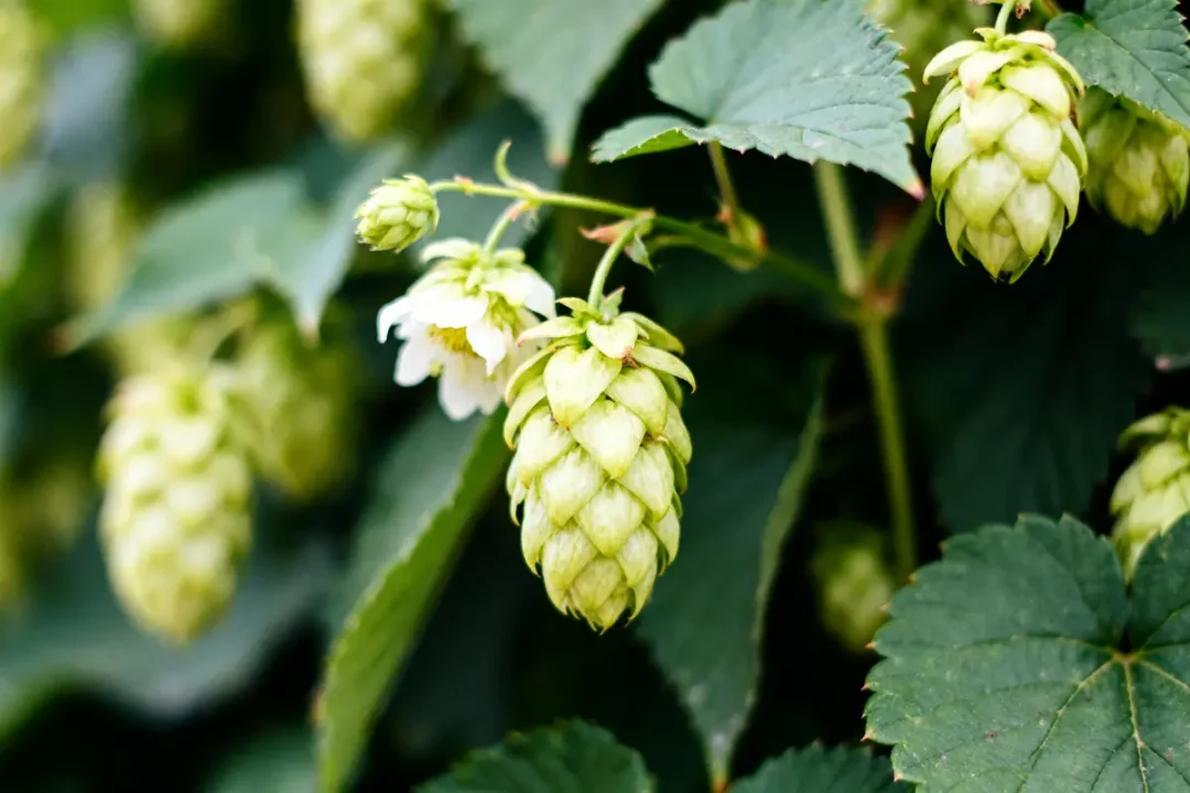 Feuilles et cônes verts de houblon Cascade sur une plante en gros plan