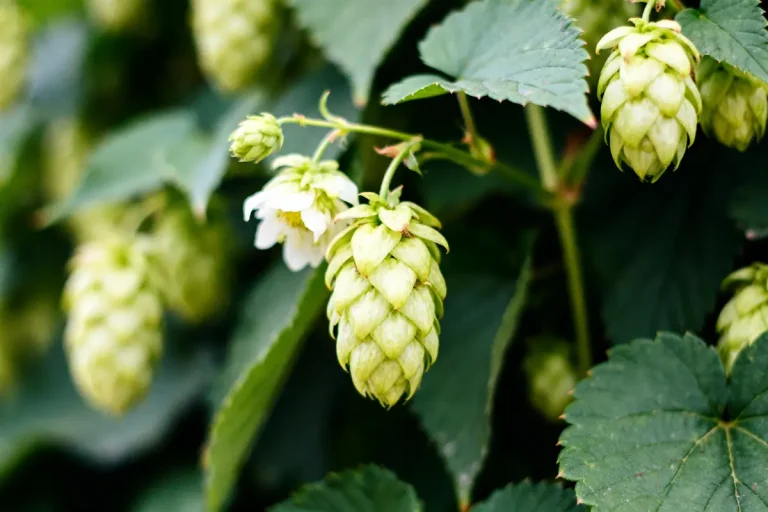 Feuilles et cônes verts de houblon Cascade sur une plante en gros plan