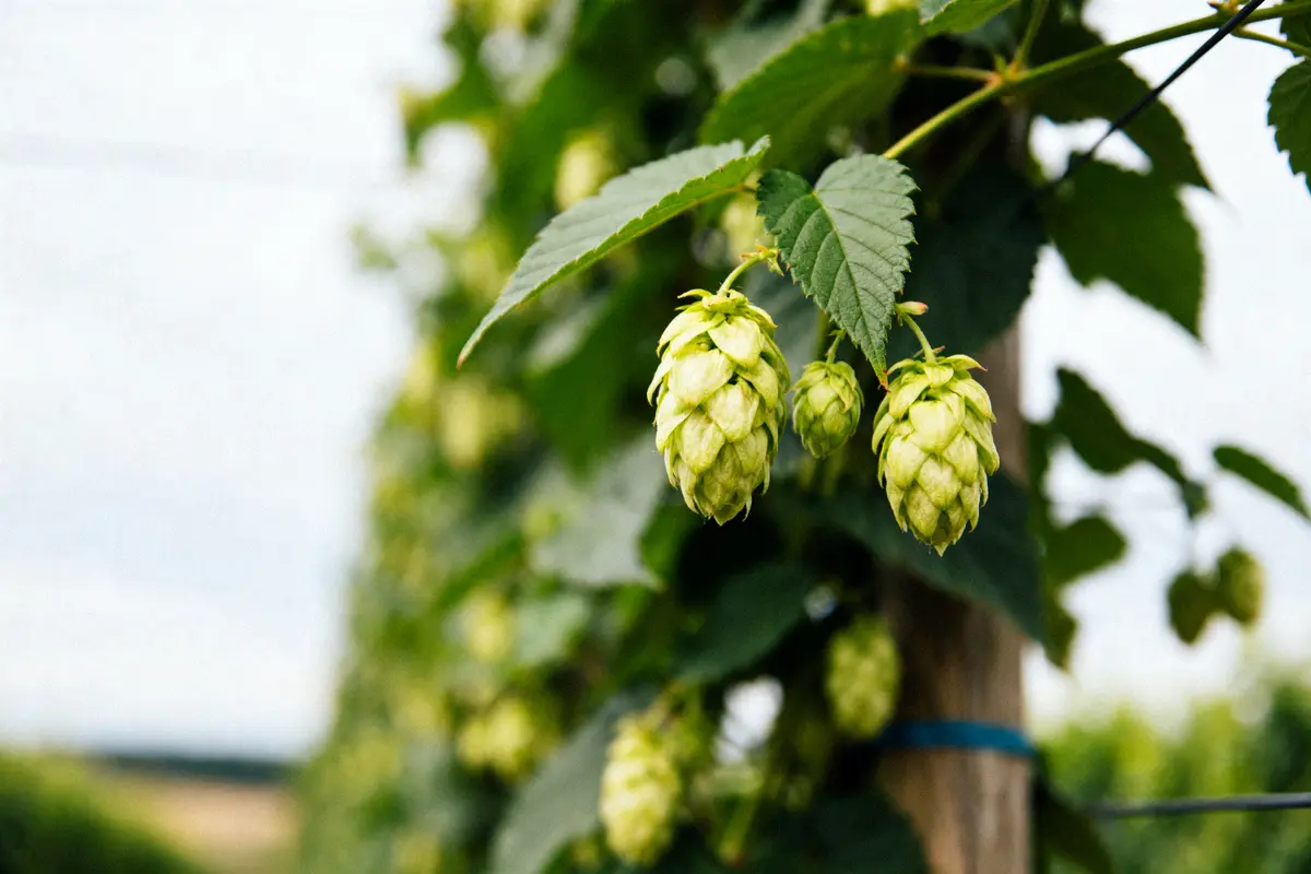 Houblon Saaz sur vigne en gros plan dans un champ verdoyant